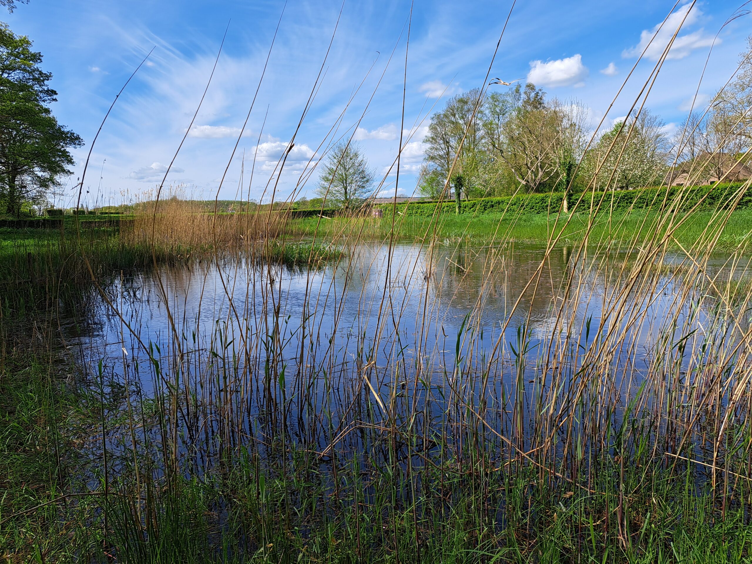 Riet langs een rustig meer met blauwe lucht en bomen op de achtergrond.