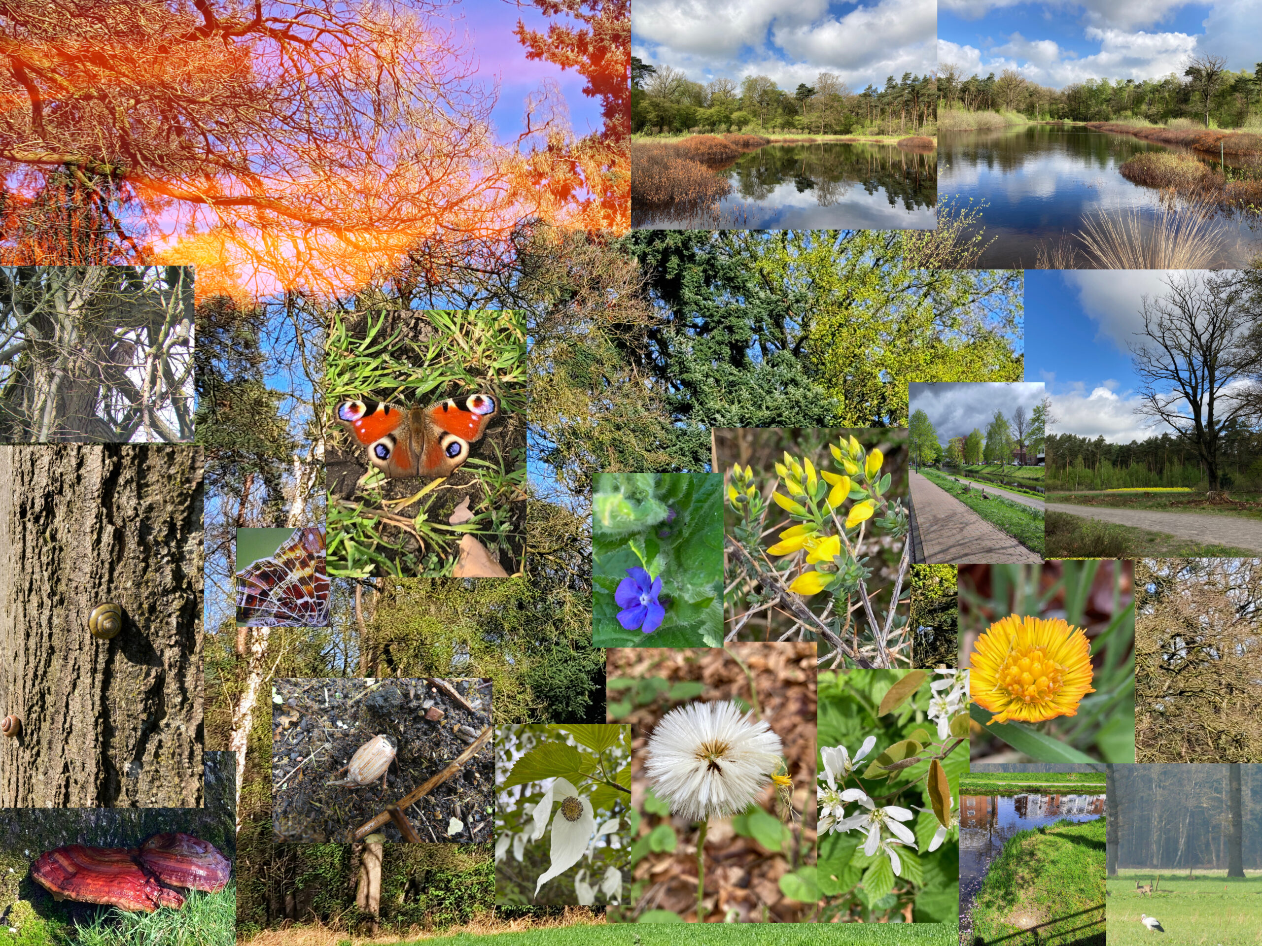 Collage van natuurbeelden: bomen, bloemen, vlinder, slak, en een rustige vijver.