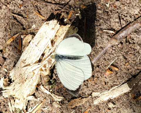 Groot koolwitje op een stukje hout