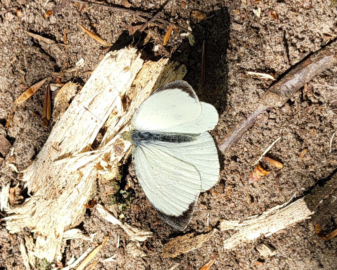 Groot koolwitje op een stukje hout