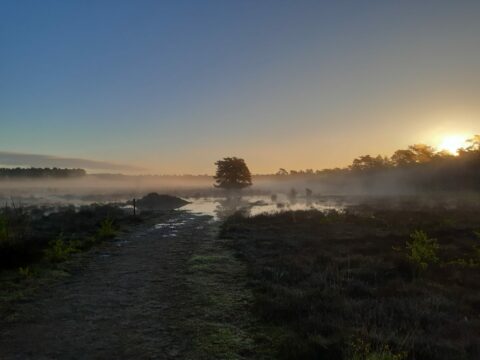 Vroeg op de Gorsselse Heide
