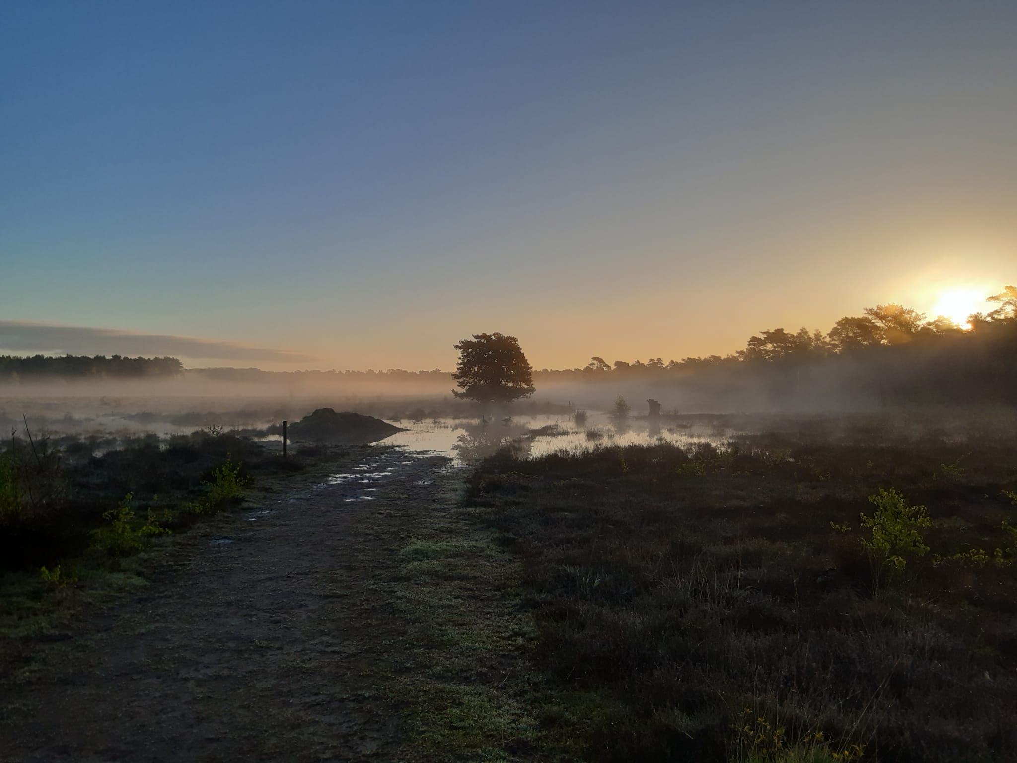 Vroeg op de Gorsselse Heide