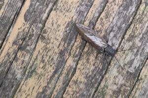 een gewone slijkvlieg op een houten tafel