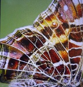 een vlindervleugel van een landkaartje