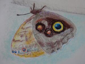 tkening van een exotische uilvlinder met heel veel 'ogen'