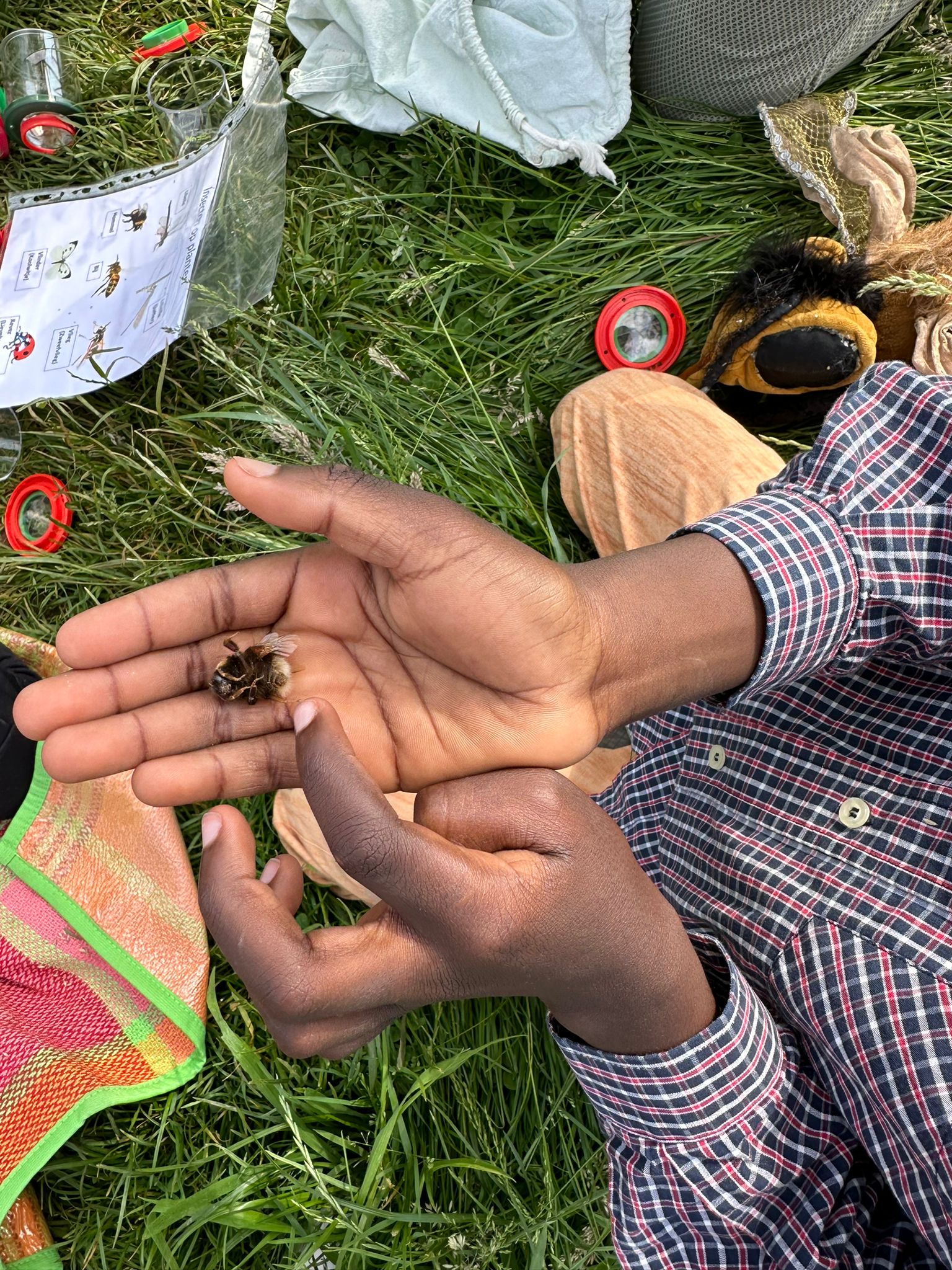 Handen houden een bij vast boven gras met veldgids en observatiepotjes op de achtergrond.