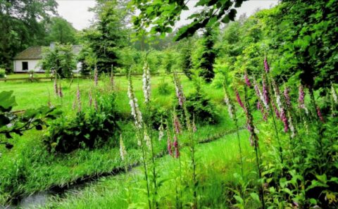 Groene tuin met paarse en witte bloemen, een beekje en een klein huis in de achtergrond.