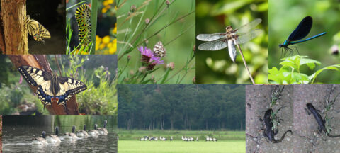 Collage van vlinders, libellen, ganzen, ooievaars, hagedissen en een rups in natuurlijke omgevingen.