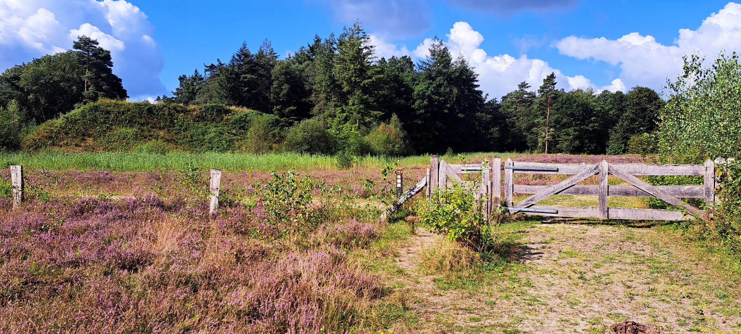 Houten hek in een heideveld met bomen en blauwe lucht op de achtergrond.