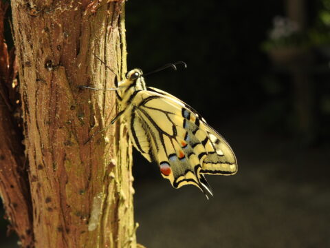 Vlinder rust op boomstam, met opvallende gele en zwarte patroontekening op vleugels.