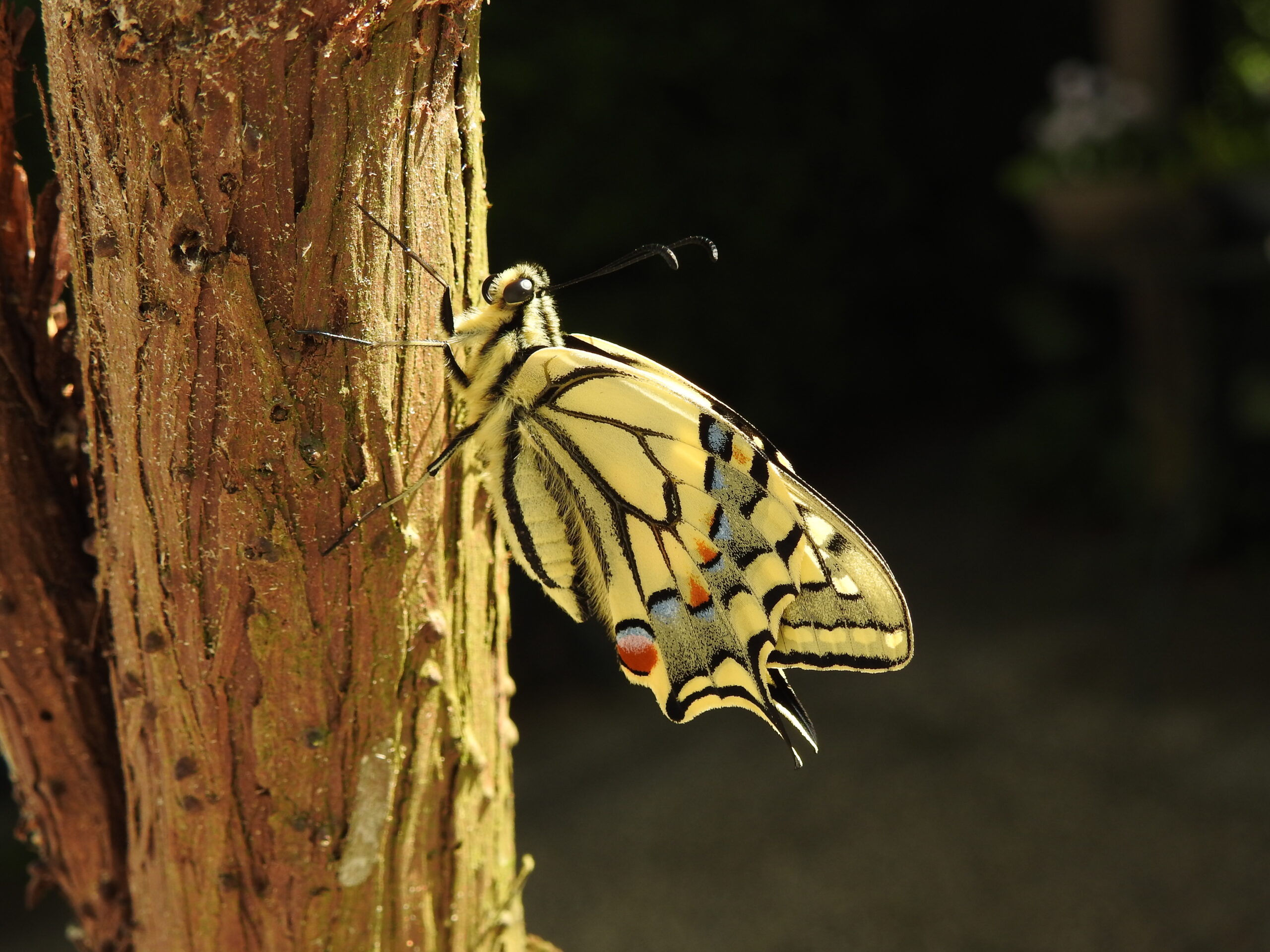 Vlinder rust op boomstam, met opvallende gele en zwarte patroontekening op vleugels.