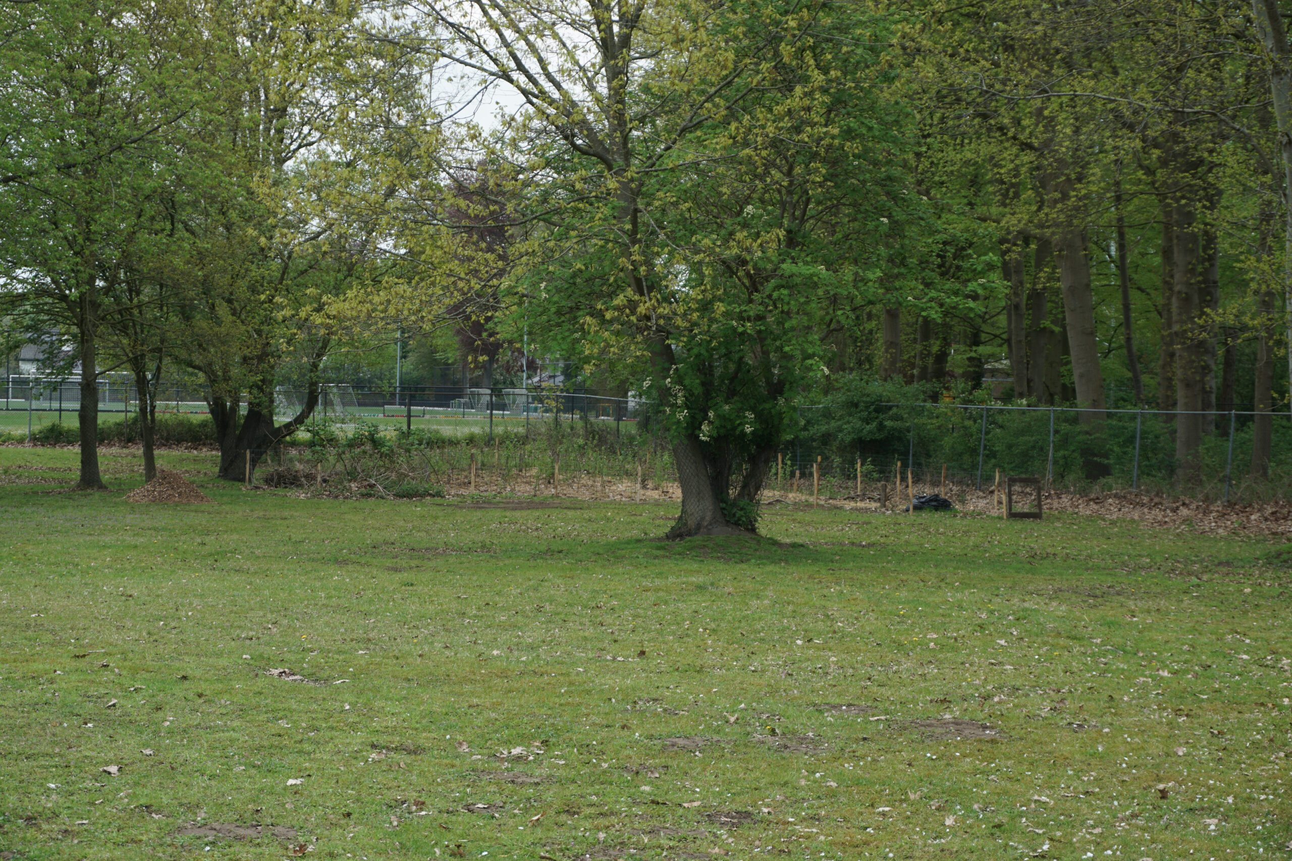 Grasveld met bomen en een hek in de verte, bij een sportveld.