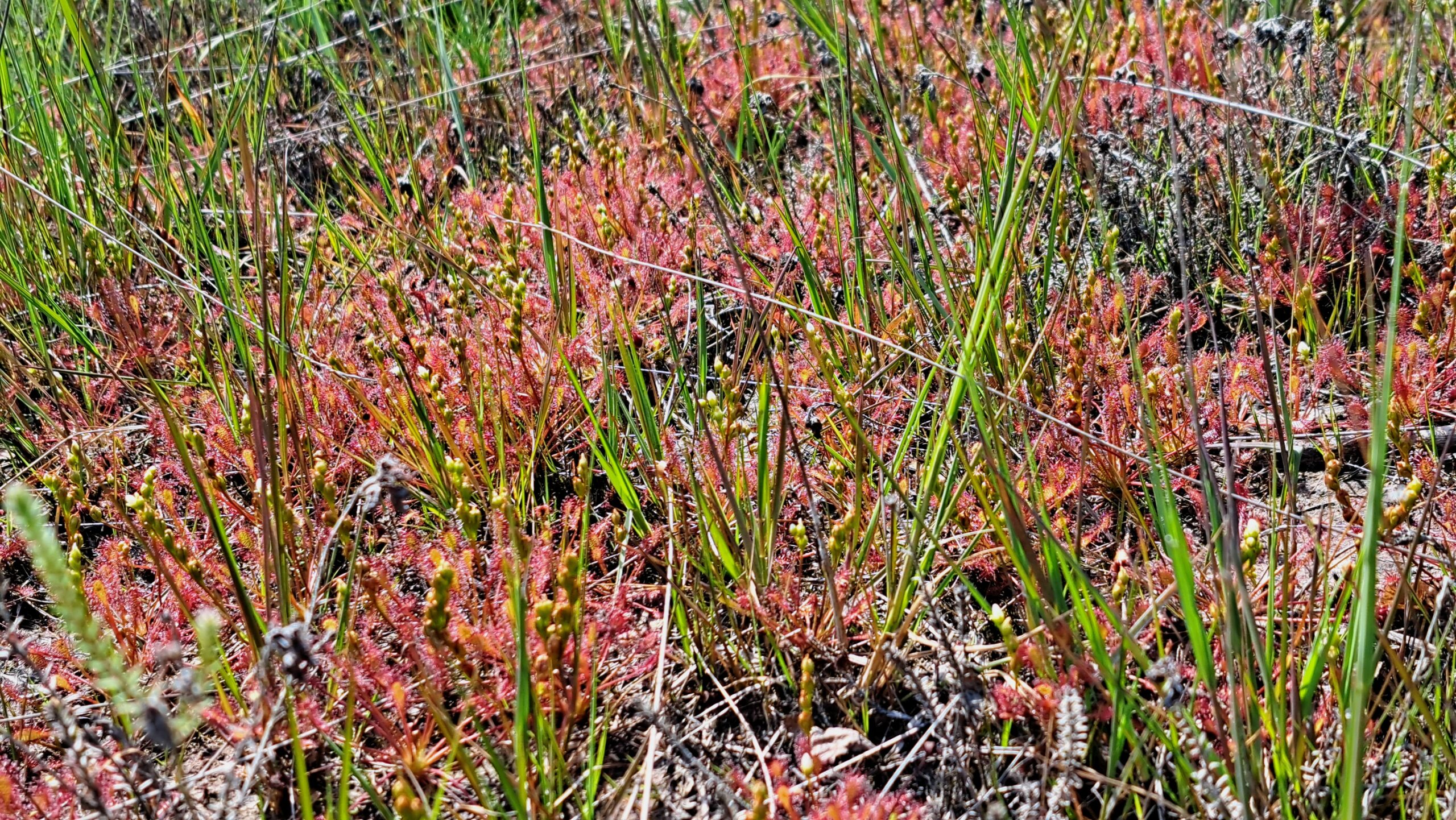Veld met groene grassprieten en roodachtige begroeiing van zonnedauw in de zon.