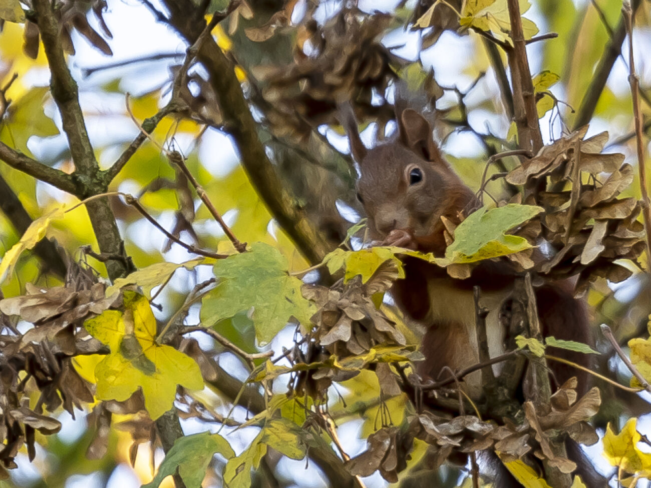 Eekhoorn knabbelend tussen herfstbladeren in een boom.