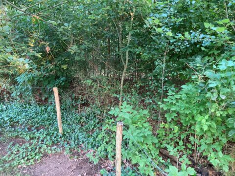 Een houten hek scheidt dicht groen struikgewas in een bosrijke omgeving.