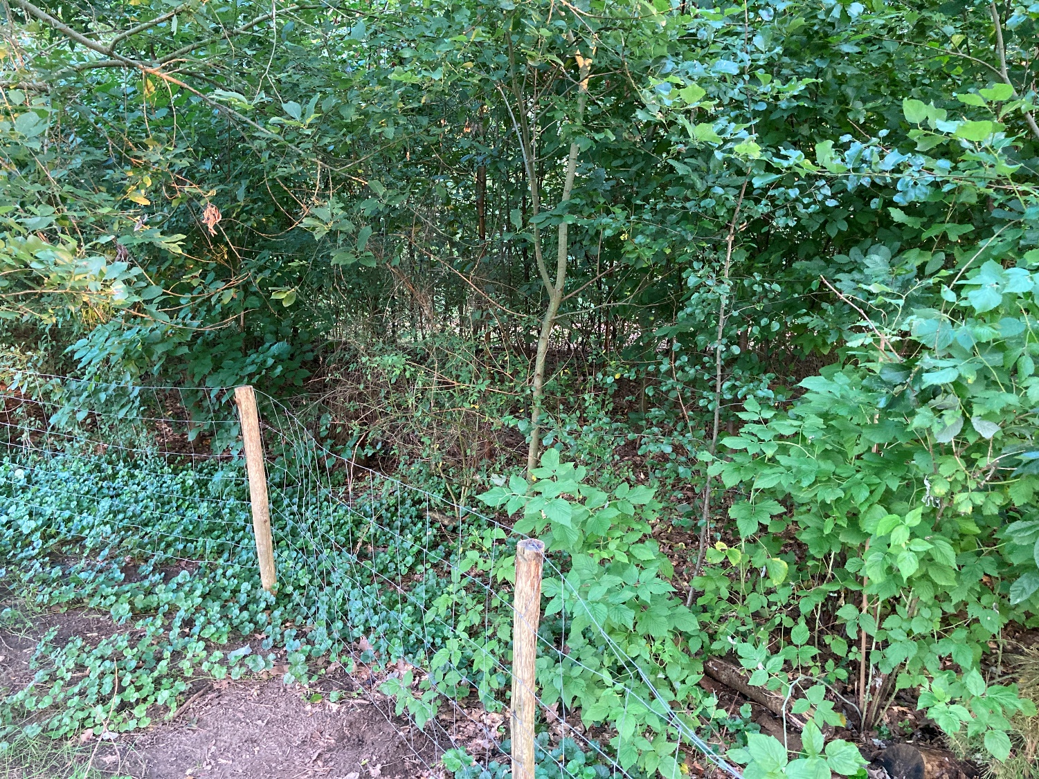 Een houten hek scheidt dicht groen struikgewas in een bosrijke omgeving.