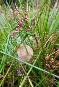 eiercocon van wespspin