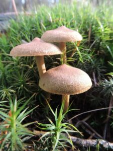 Pagemantel (paddenstoel) foto van Klaske