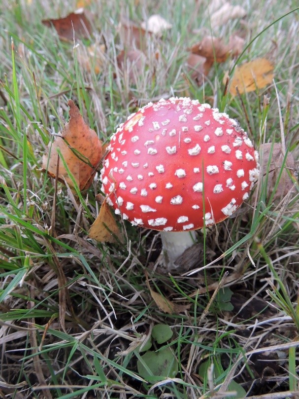 Vliegenzwam foto van Klaske