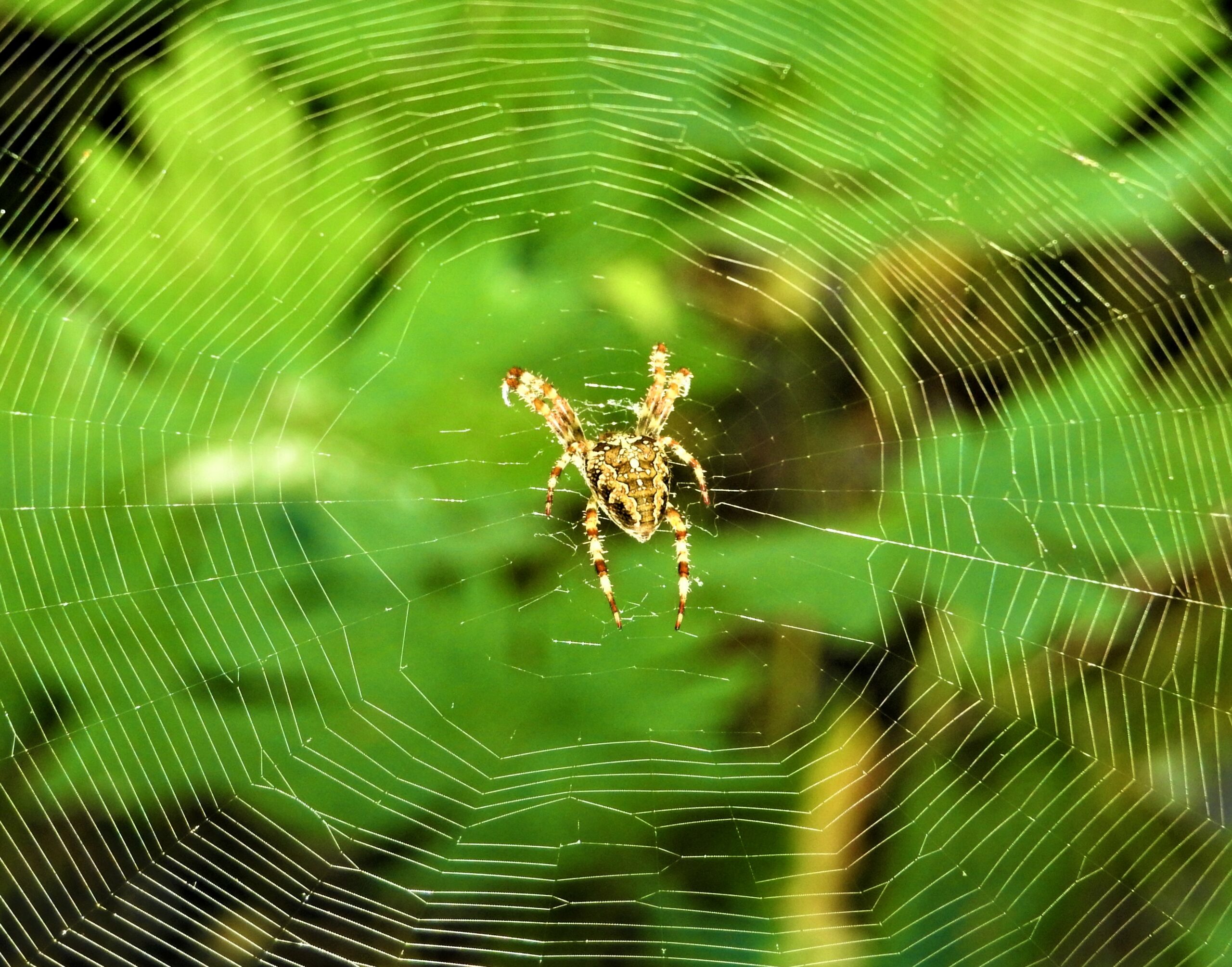 Spin in het midden van een web tegen een groene, wazige achtergrond.