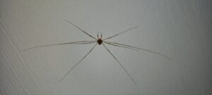 Strekpoot - platte spin met lange poten