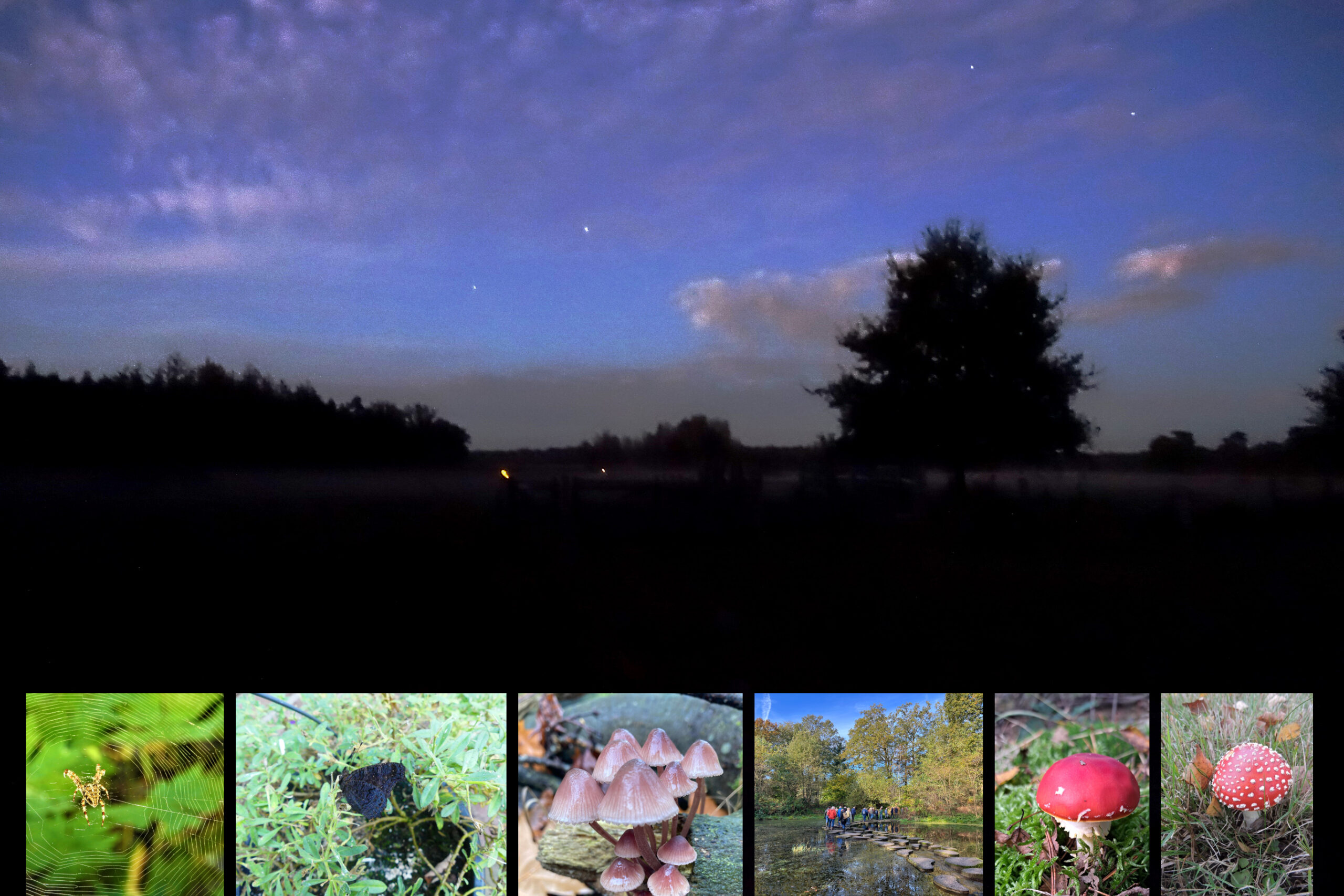 nacht Gorsselse Heide en inzetjes met padenstoelen, spinnen, vlinder