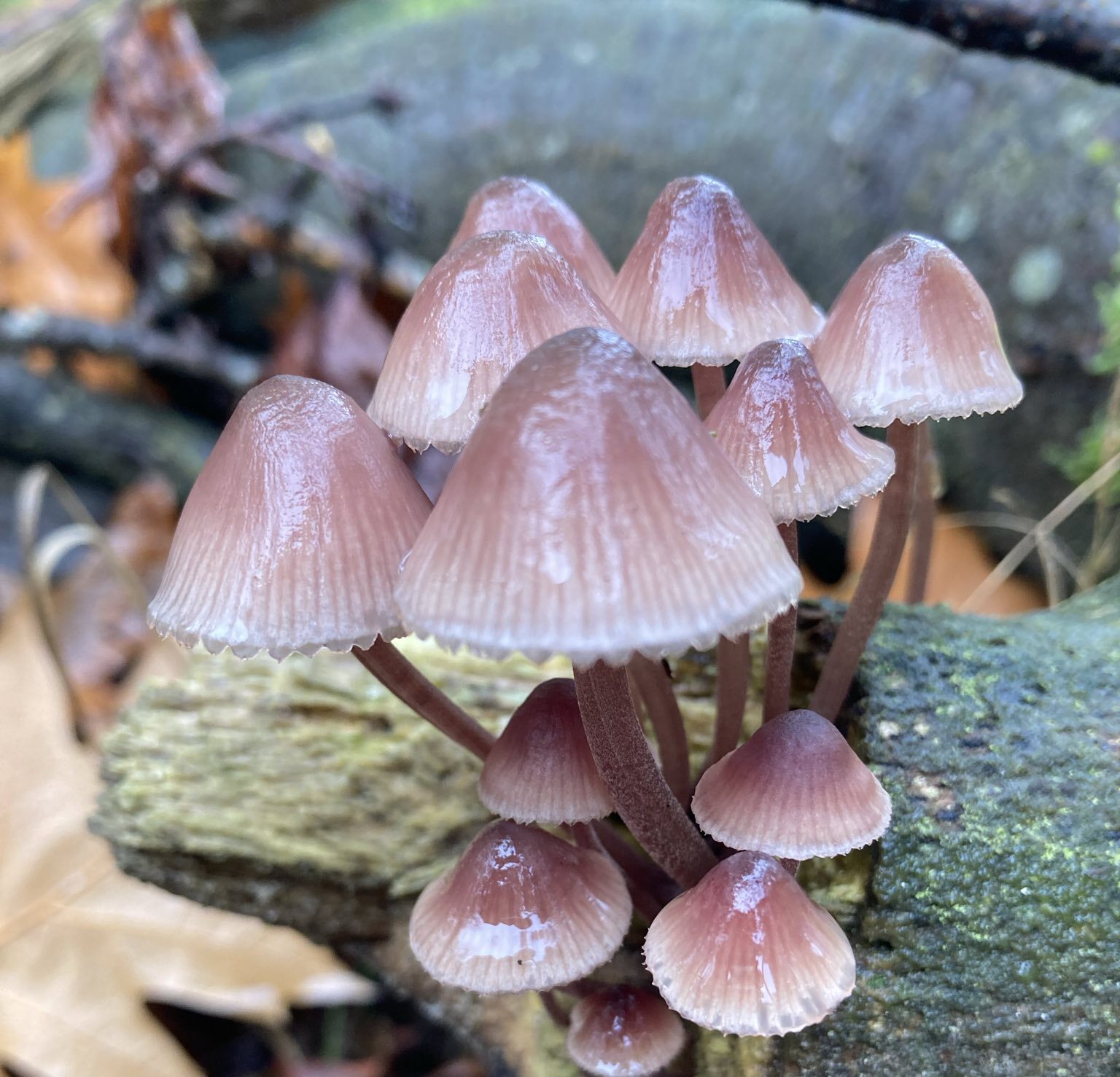 bloedsteelmycena