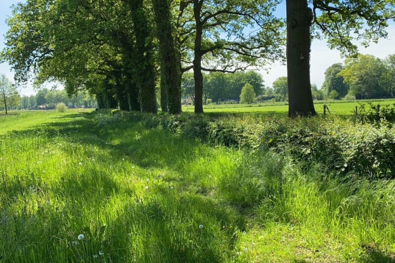 Groen grasveld met bomenrij en lichte schaduw, onder een zonnige blauwe hemel.