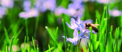 Bij op paarse bloem, omringd door groene grassprieten, met onscherpe achtergrond.