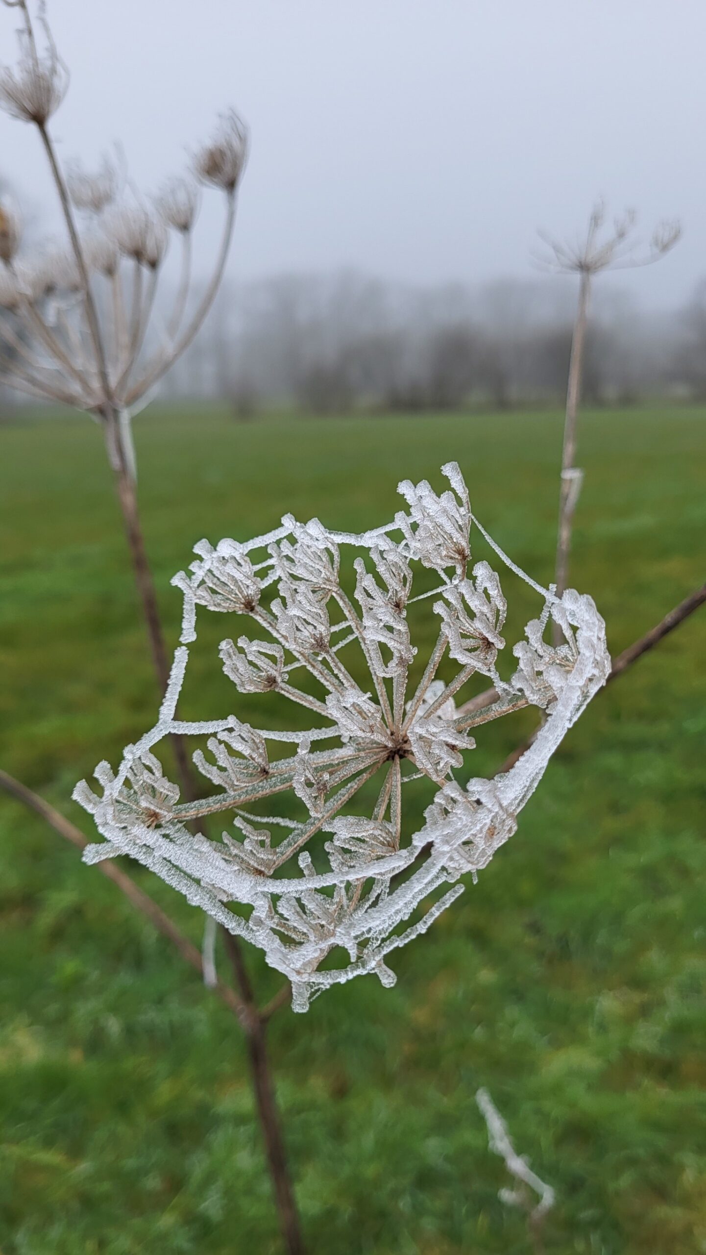 Ijzel op een uitgedroogde bloem in een mistig veld.