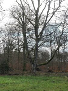 Dode beuk op Gorsselse Heide