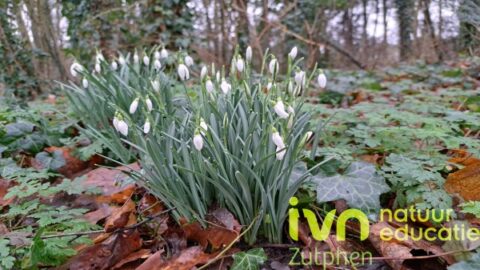 Bosanemonen in een bos, omgeven door bladeren. Tekst: "IVN natuureducatie Zutphen".
