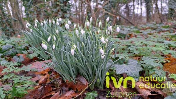 Bosanemonen in een bos, omgeven door bladeren. Tekst: "IVN natuureducatie Zutphen".