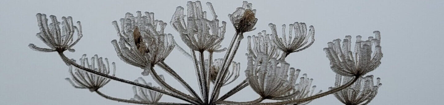 Bevroren schermbloem tegen een mistige, grijze achtergrond.