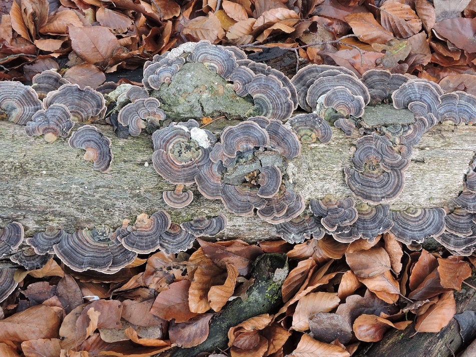 Boomstam met elfenschildzwam-paddenstoelen, omringd door bruine herfstbladeren.