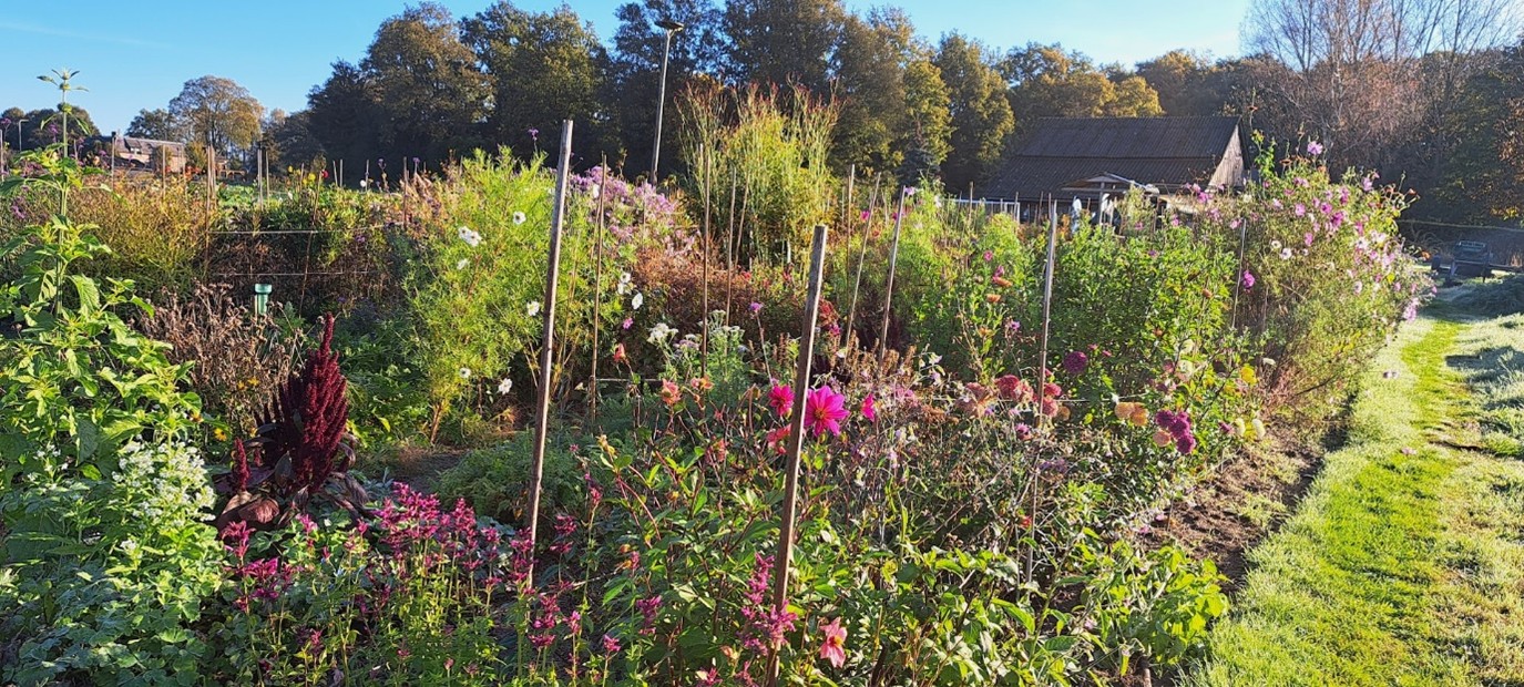 Tuin met kleurrijke bloemen, groene struiken, houten stokken en een schuur op de achtergrond.