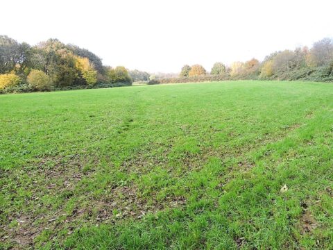 Grote groene grasveld met bomenrand, lichte bewolking aan de hemel.