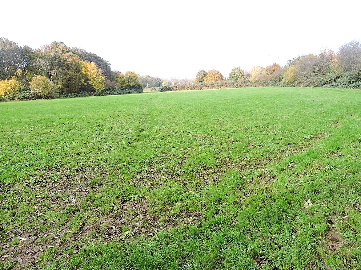 Grote groene grasveld met bomenrand, lichte bewolking aan de hemel.