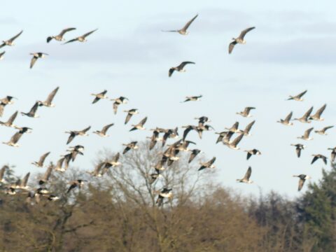 Een grote zwerm vogels vliegt boven een bosrijke omgeving.