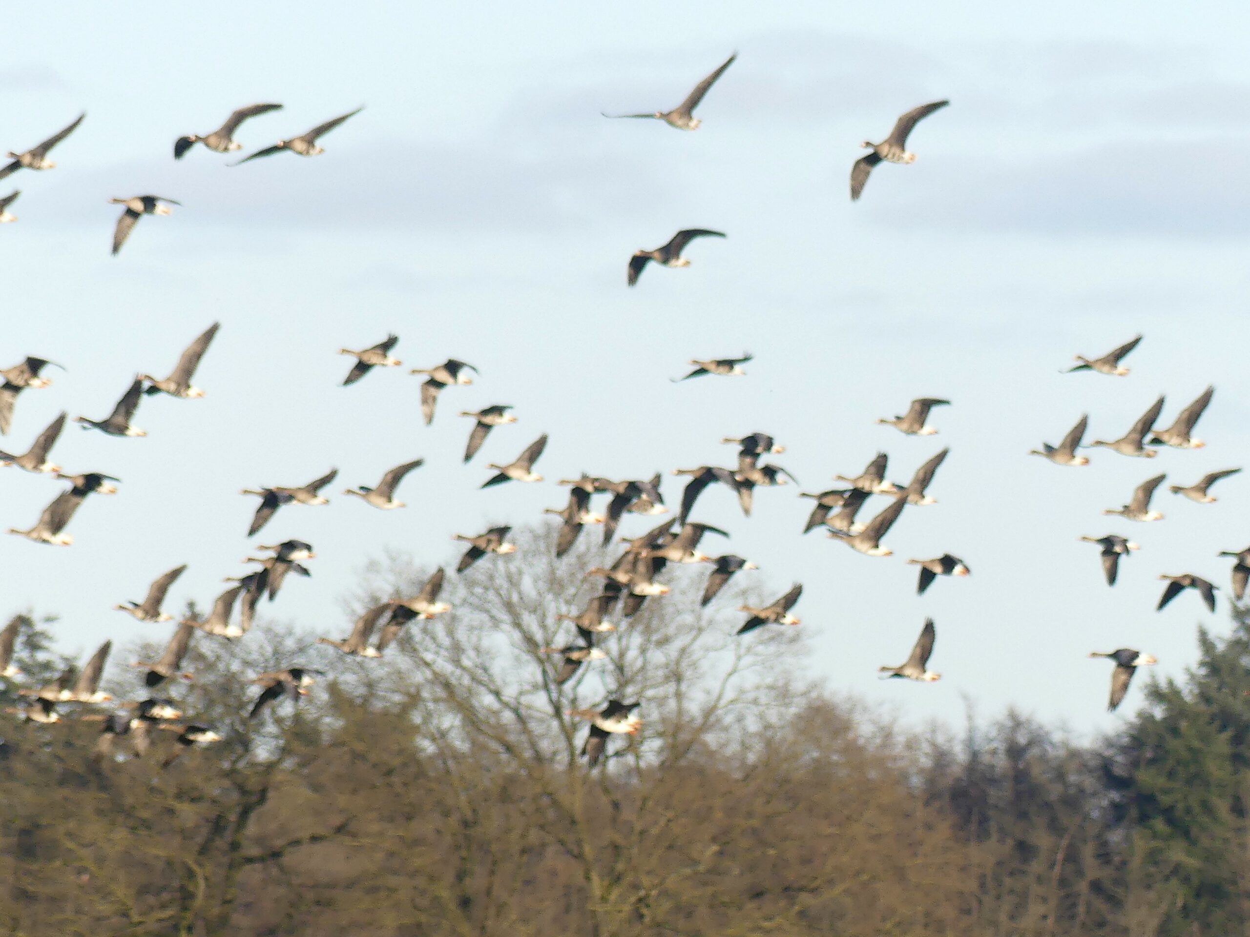 Een grote zwerm vogels vliegt boven een bosrijke omgeving.