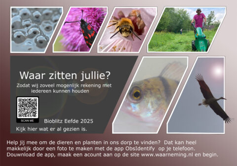 Collage met insecten, vis, vogel, man op grasmaaier. Tekst: "Waar zitten jullie? Bioblitz Eefde 2025".