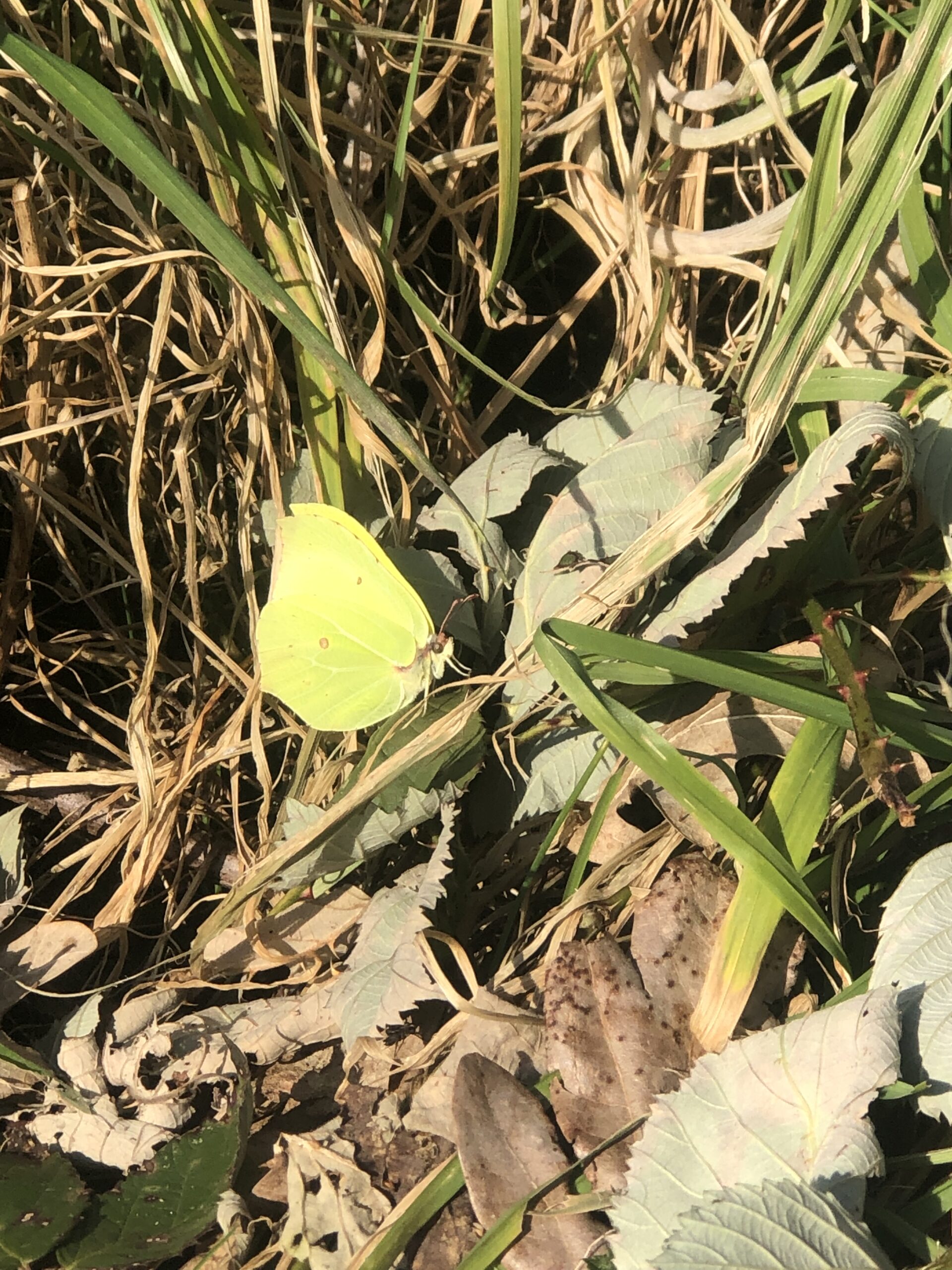 Citroenvlinder camoufleert zich tussen groene en bruine bladeren in de zon.