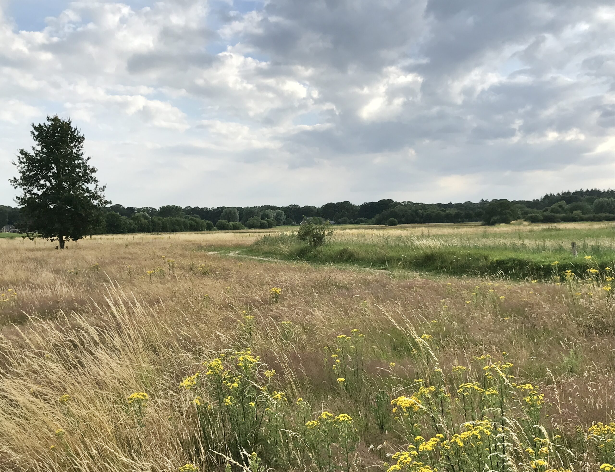 Een uitgestrekt, zonnig veld met gras, wilde bloemen en een enkele boom onder een bewolkte hemel.