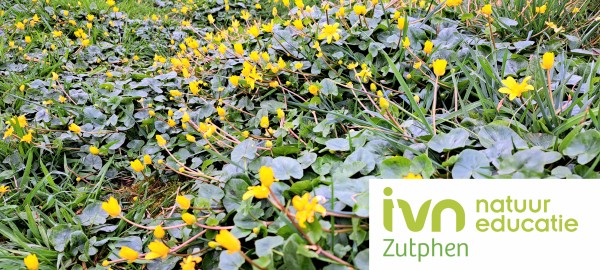 Veld met gele bloemen en groen blad, logo van IVN Natuur Educatie Zutphen rechtsonder.