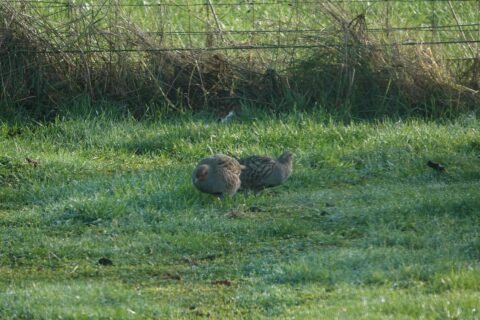 Twee vogels in grasveld, omheining op de achtergrond.