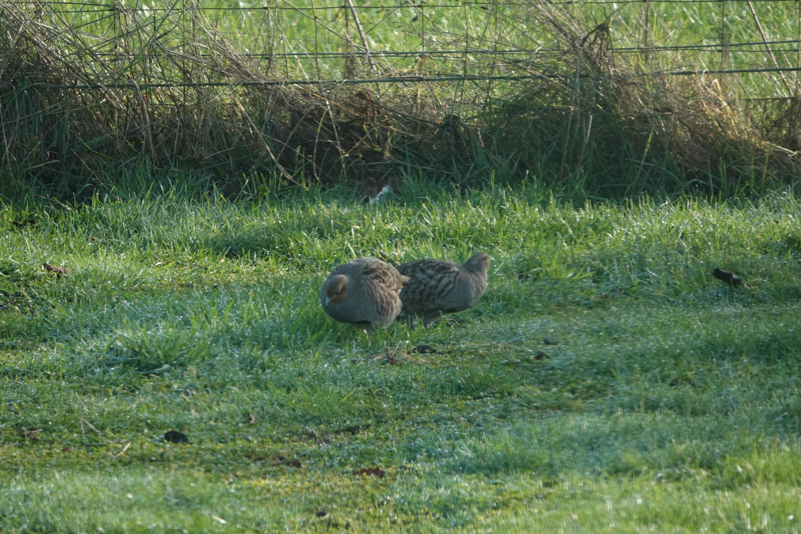 Twee vogels in grasveld, omheining op de achtergrond.