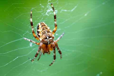 Spin op web tegen een groene achtergrond, met gedetailleerd patroon op het lichaam.