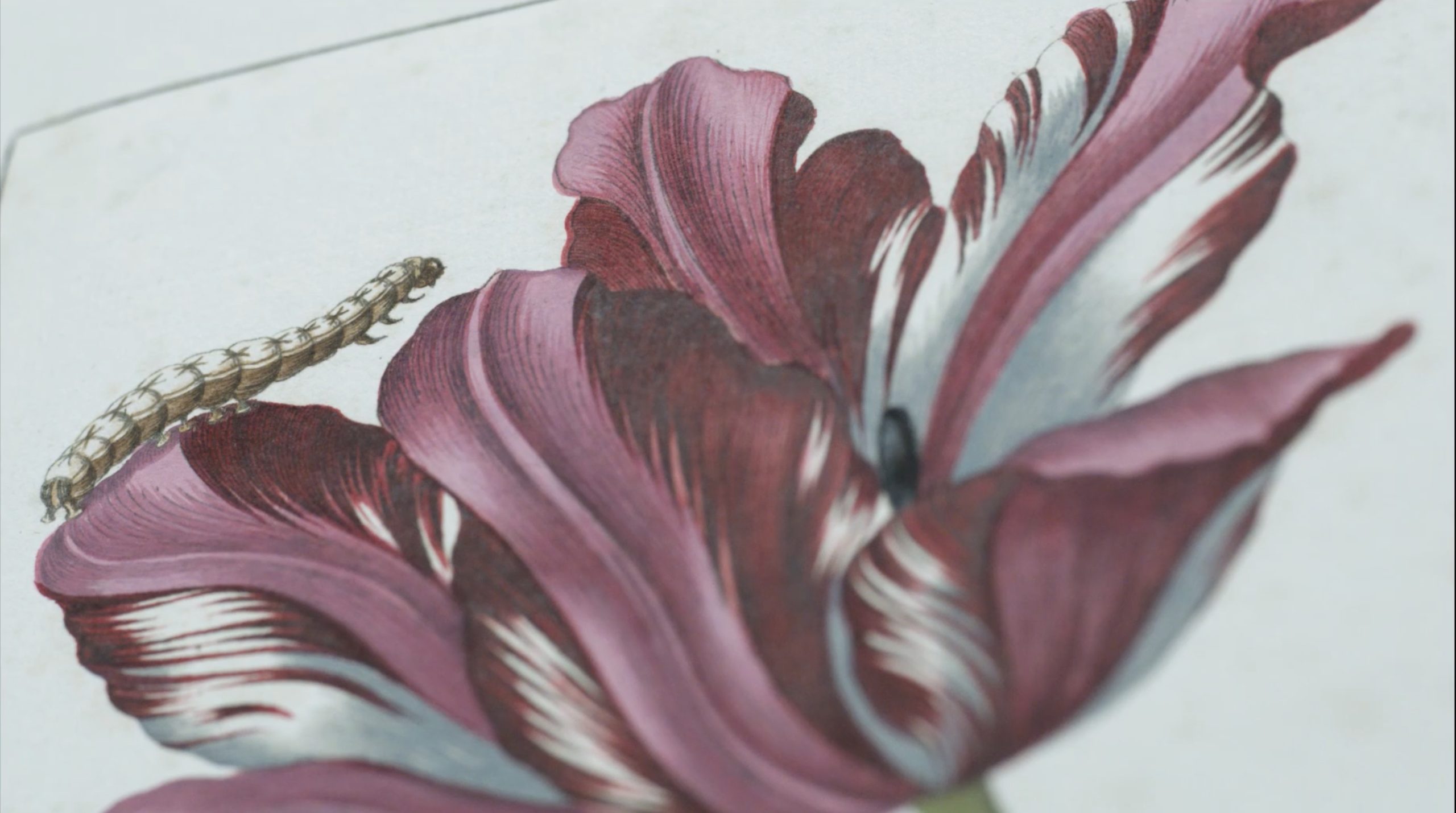 bloem met rups metamorfose filmposter