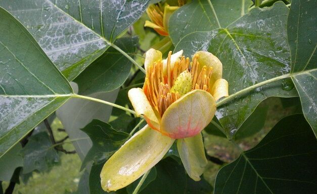 Gele tulpboom bloem met grote groene bladeren en natte druppels.