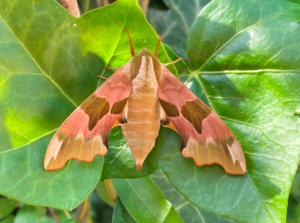 Bruine nachtvlinder -de lindepijlstaart - met vleugels wijd op groene bladeren, natuurachtergrond.
